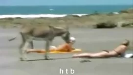 Cô phin séc ấy đã sa ...